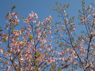 P1020270.JPG